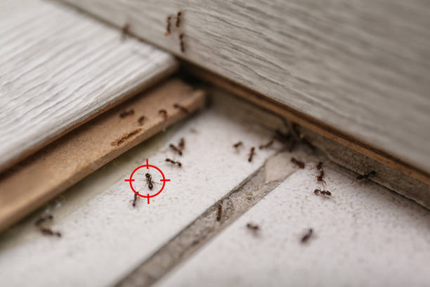 Best Local Pest Control Services  in Contra Costa Centre, CA